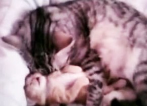 癒し映像。子猫が悪夢にうなされていたら親猫がやるべきこと