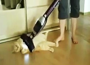 おデブなぐーたら猫さんは掃除機で吸われるのがお好き おデブなぐーたら猫さんは掃除機で吸われるのがお好き