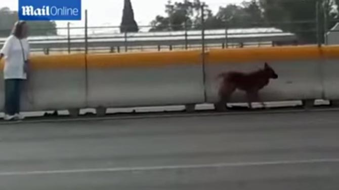 高速道路でケガをした犬を救助した女性