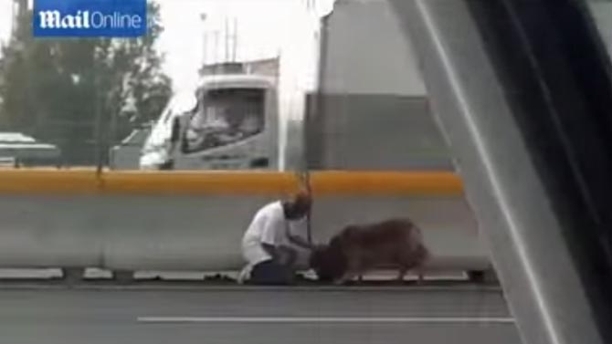 高速道路でケガをした犬を救助した女性