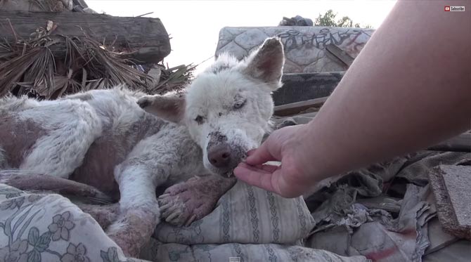 捨て犬のビフォーアフター