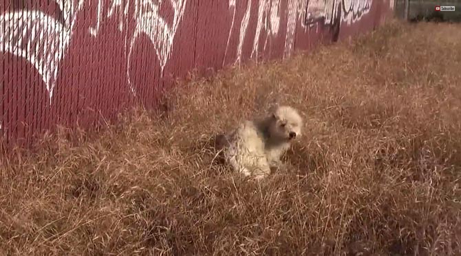 捨て犬のビフォーアフター