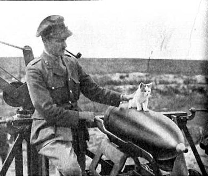 第一次世界大戦と猫
