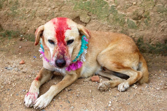 犬と結婚させられた少女