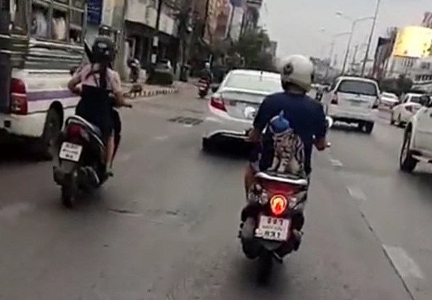 バイクの後部座席にニャンコ