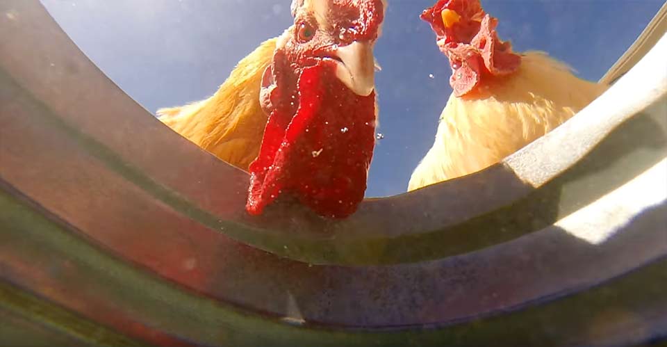 バケツの水を飲みに来る動物たち