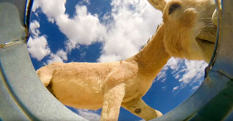 バケツの水を飲みに来る動物たち