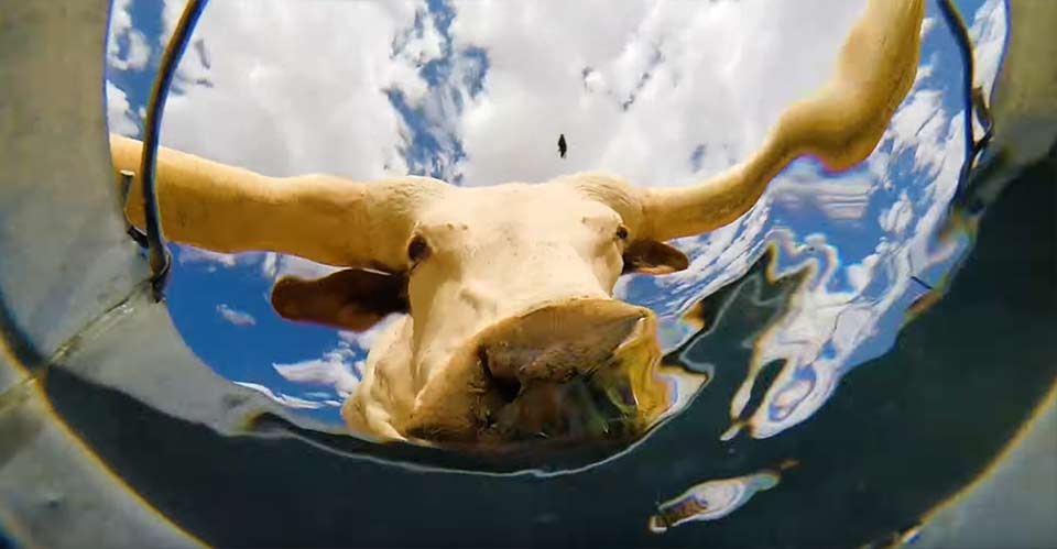 バケツの水を飲みに来る動物たち