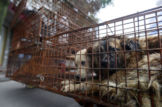 玉林の犬肉市場が禁止に