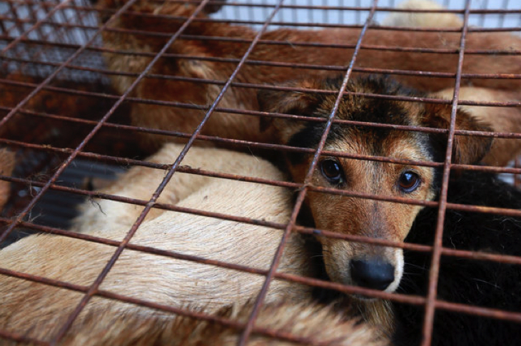 玉林の犬肉市場が禁止に