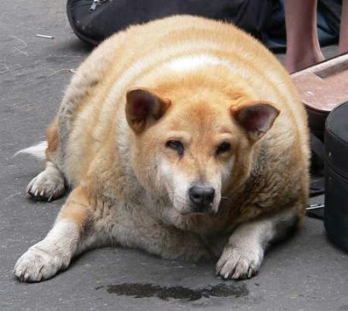 太った動物たち
