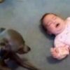 赤ちゃんの泣き声に反応する犬