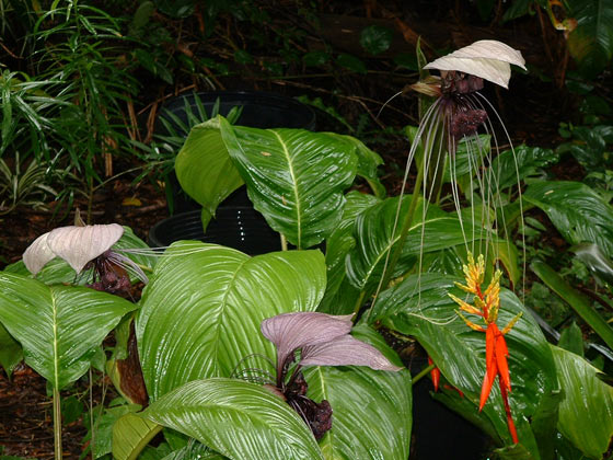 奇妙な植物