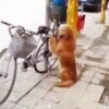 自転車をガードする犬