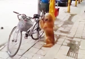 自転車をガードする犬