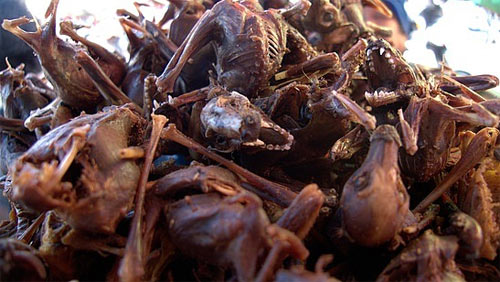 ダウンロード可能 コウモリ の 食べ物 食べ物の写真