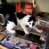 ケーキにたどり着けない猫