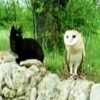 黒猫とフクロウのクールな友情