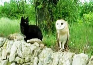 黒猫とフクロウのクールな友情
