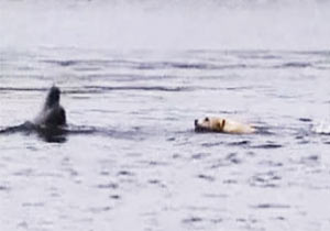 犬とイルカの交流