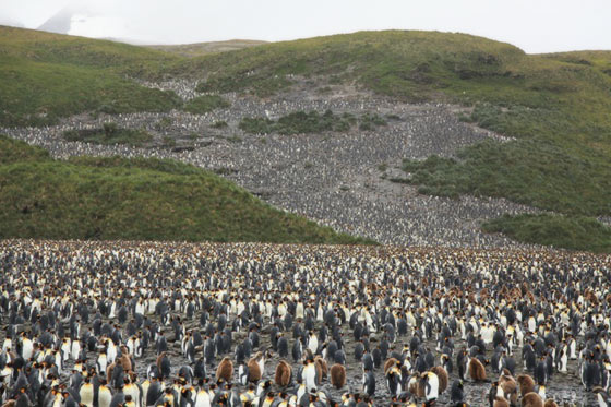 サウスジョージア島のキングペンギン