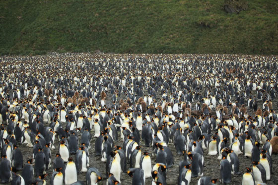 サウスジョージア島のキングペンギン