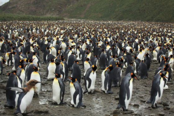 サウスジョージア島のキングペンギン