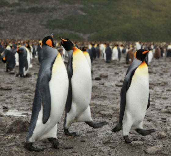 サウスジョージア島のキングペンギン