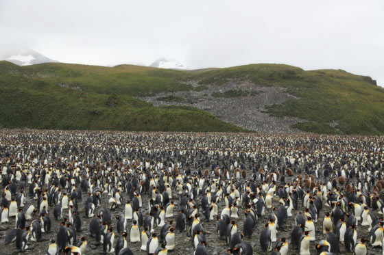 サウスジョージア島のキングペンギン