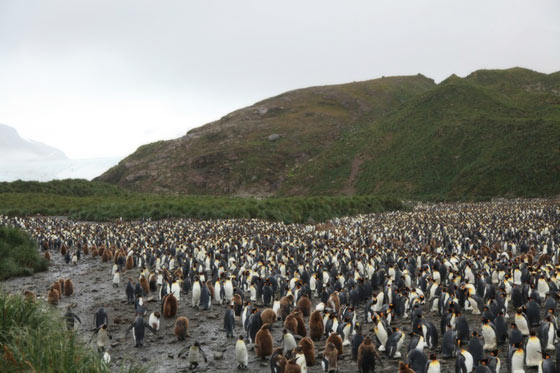 サウスジョージア島のキングペンギン