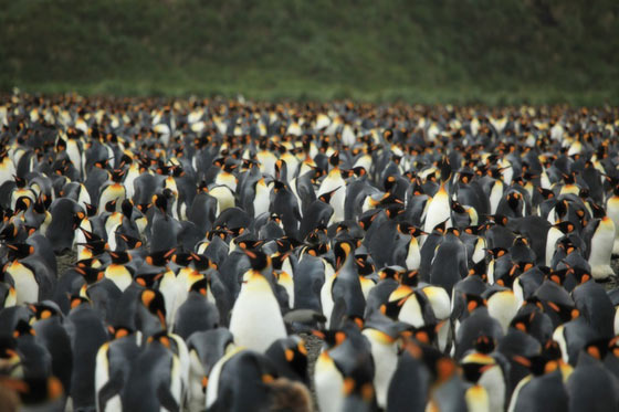 サウスジョージア島のキングペンギン