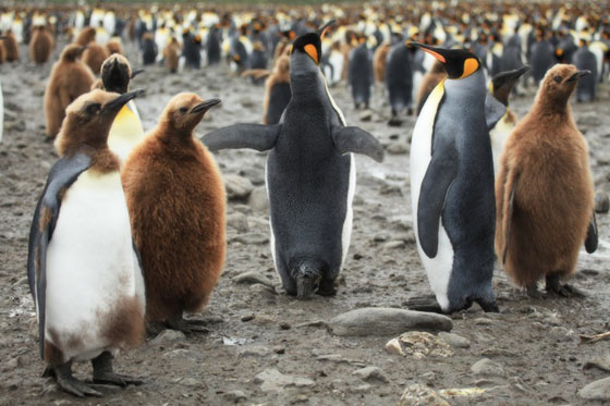 サウスジョージア島のキングペンギン