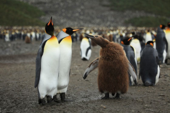 サウスジョージア島のキングペンギン