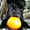オレンジをチュパチュパする犬