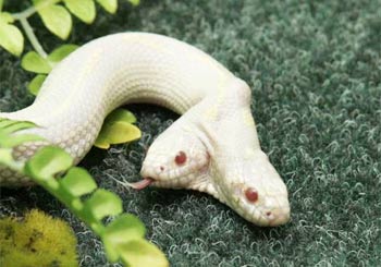 双頭の白ヘビ