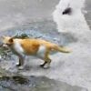 鳥の攻撃に全く動じない猫