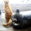 熊のペロペロに猫無関心