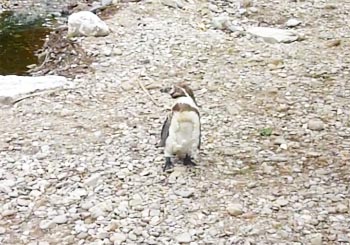 取り残されてしまったペンギン