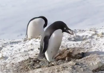 こそ泥ペンギン