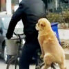 自転車の荷台に乗る犬