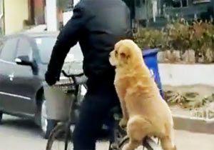 自転車の荷台に乗る犬