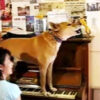 ピアノを弾き歌う犬