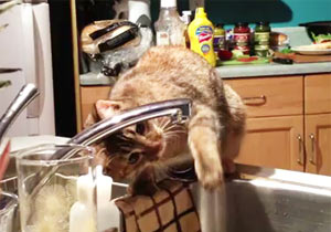 水滴に反応する猫
