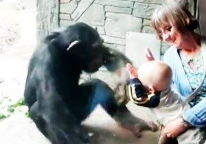 赤ちゃんにパンチするチンパンジー