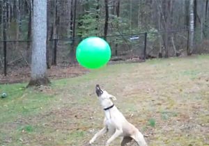 ヘッドリフティング上手な犬