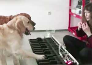 ちゃんとピアノを弾く犬