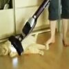 掃除機に吸われる猫