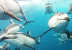 水中カメラで撮影したイルカの群れ