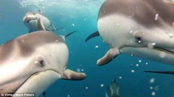 水中カメラで撮影したイルカの群れ