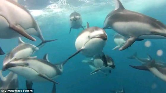 水中カメラで撮影したイルカの群れ